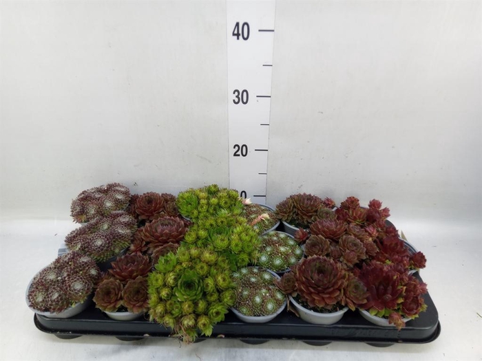<h4>Sempervivum   ...mix</h4>