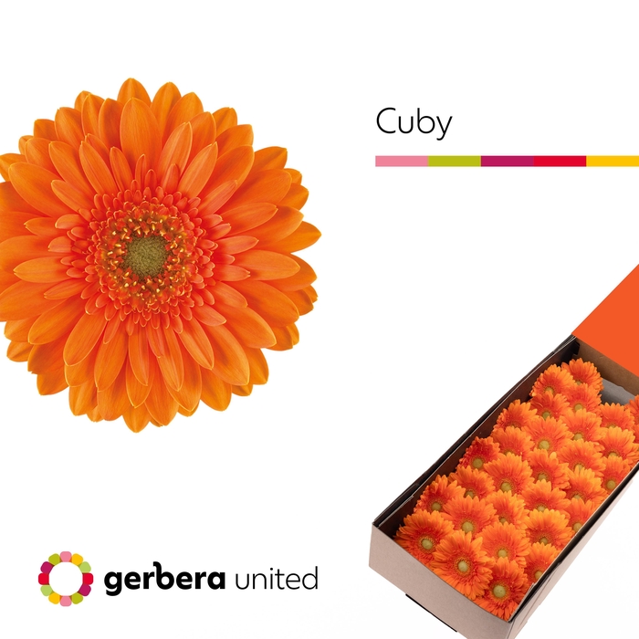 <h4>Germini Cuby Doos</h4>