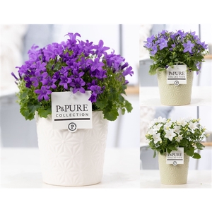 Campanula 'Mix' Pure Juliette