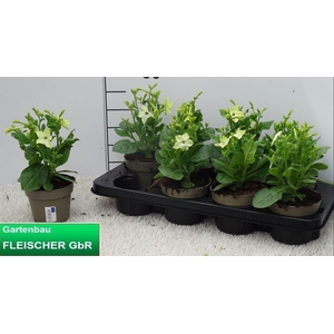 NICOTIANA OV