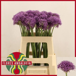 ALLIUM VIOLET BEAUTY