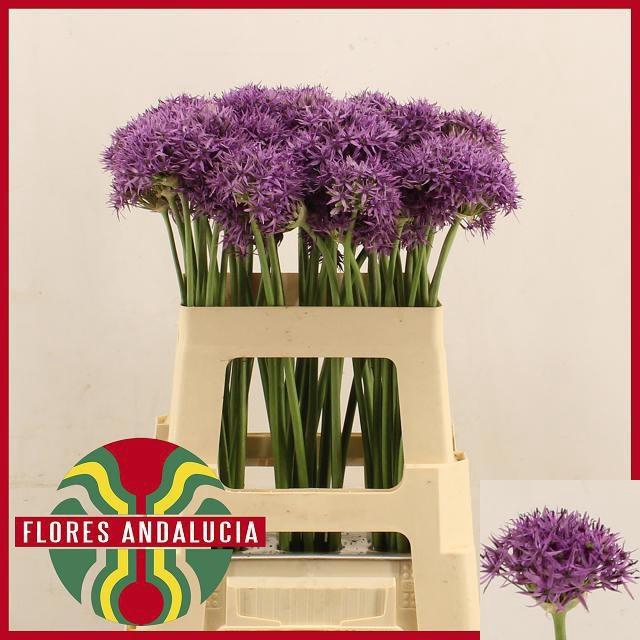<h4>ALLIUM VIOLET BEAUTY</h4>