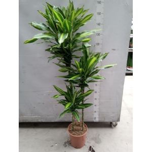 Dracaena fr de   ...