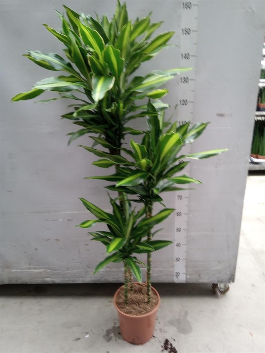 <h4>Dracaena fr de   ...</h4>