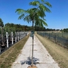 Albizia julibrissin