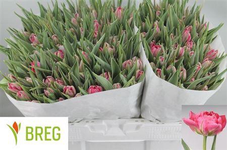 <h4>Tu Du Flash Point</h4>