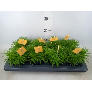 Senecio archeri 'Himalaya'