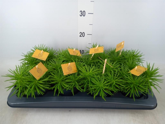 <h4>Senecio archeri 'Himalaya'</h4>