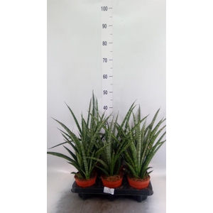 Sansevieria cyl.  ...