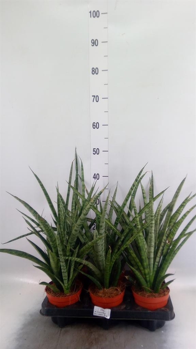 <h4>Sansevieria cyl.  ...</h4>