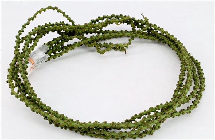 <h4>Caryota Strings</h4>