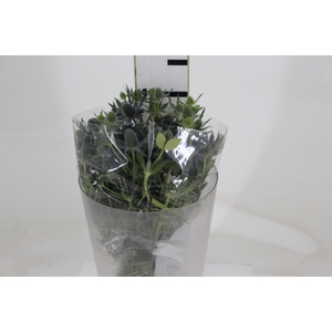 ERYNGIUM 040 CM