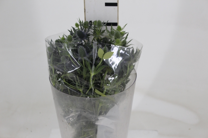 <h4>ERYNGIUM 040 CM</h4>