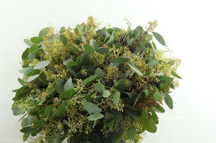 <h4>EUCALYPTUS 'POPULUS WITH BERRIES'</h4>