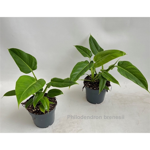 <h4>Philodendron brenesii 14cm</h4>