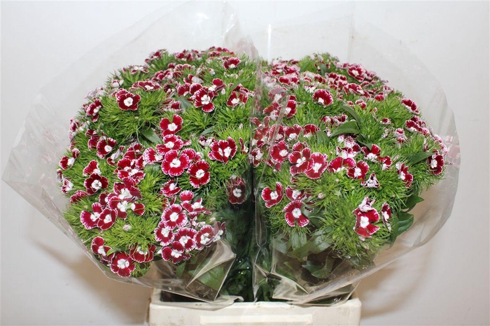 <h4>Di Barb B Diep Rood</h4>