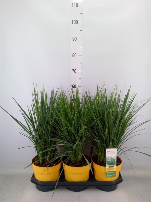 <h4>Dianella caerulea</h4>