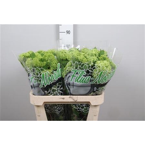 Viburnum Roseum St 4 Bal