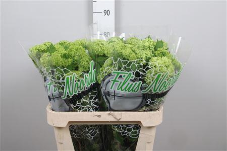 <h4>Viburnum Roseum St 4 Bal</h4>
