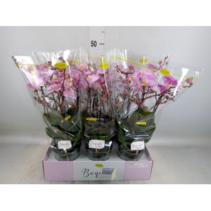 Phalaenopsis multi.   ...rose