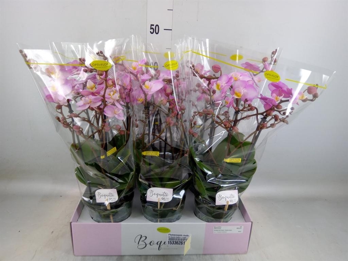 <h4>Phalaenopsis multi. ...rose</h4>