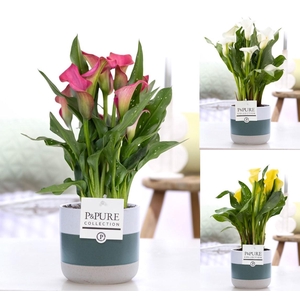 Zantedeschia mix in P&PURE Lauren ceramics