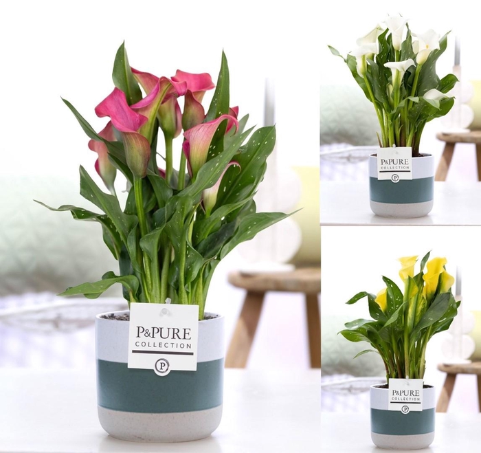 <h4>Zantedeschia mix in P&PURE Lauren ceramics</h4>