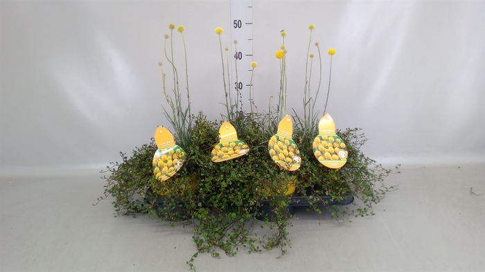 <h4>Craspedia globosa 'Golf Beauty'</h4>