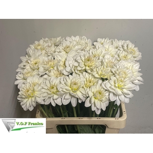 DAHL WHITE ONESTA