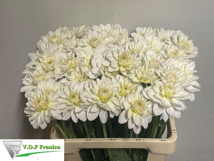 <h4>DAHL WHITE ONESTA</h4>