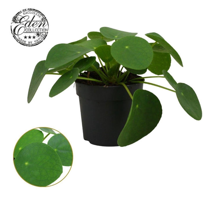 <h4>Pilea Peperomioides 10,5cm</h4>