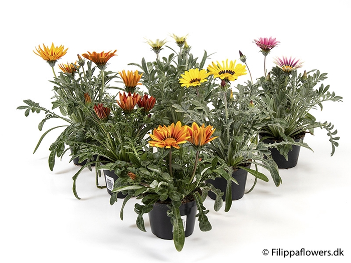 <h4>GAZANIA-HYBRID P11 MIX</h4>