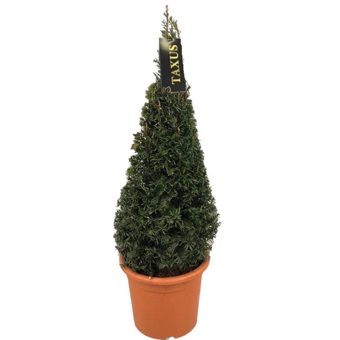 <h4>Taxus baccata</h4>
