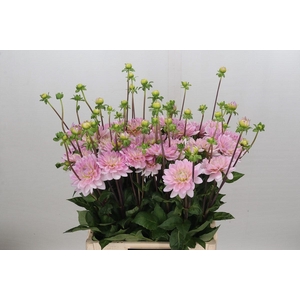 Dahlia Pink Delight