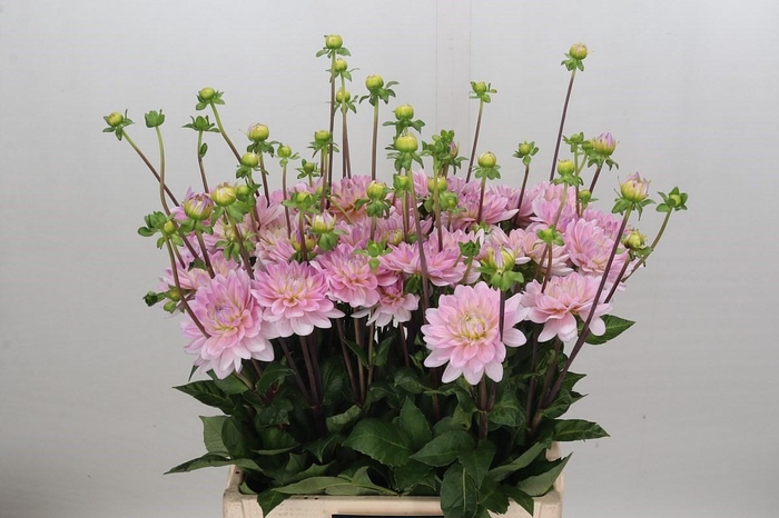 <h4>Dahlia Pink Delight</h4>