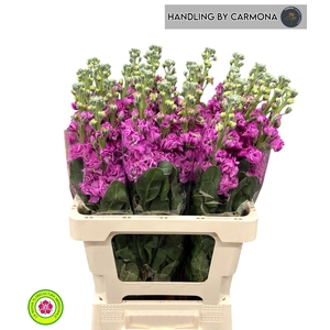 MATTH IRON DEEP PINK