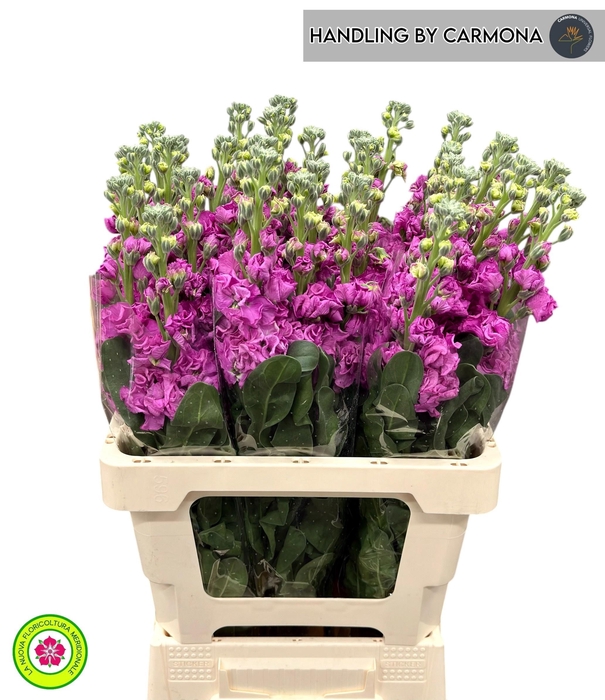 <h4>MATTH IRON DEEP PINK</h4>