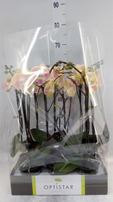 <h4>Phalaenopsis   ...orange</h4>