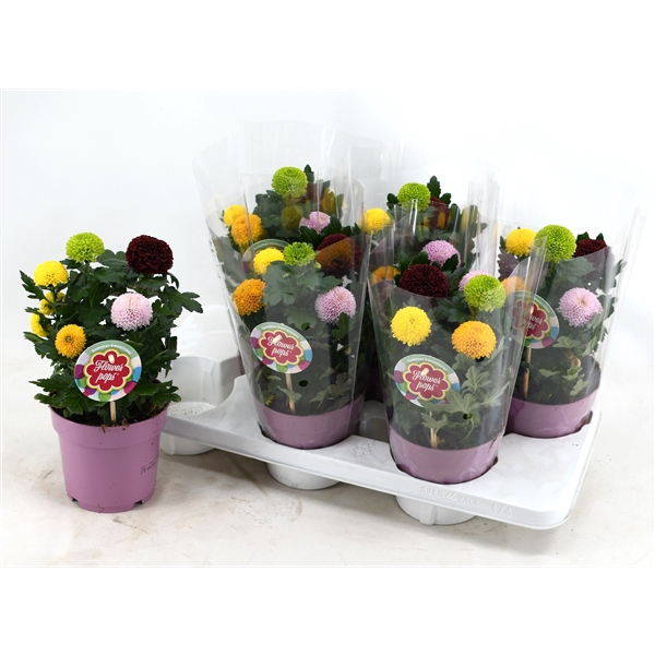 Chrysanthemum (Indicum Grp) Flowerpops gemengd in pot
