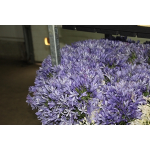 AGAPANTHUS AZUL