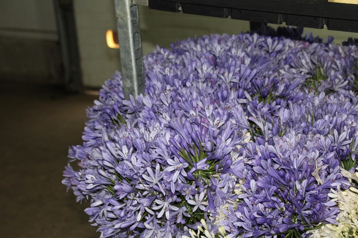 <h4>AGAPANTHUS AZUL</h4>
