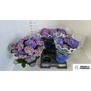 HYDR M EARLY BLUE