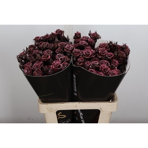 Wax-Rozen Wax Tros Classic Choco