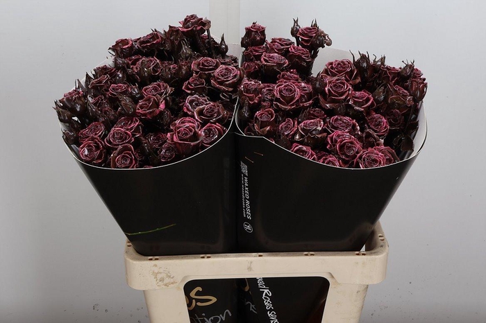 <h4>Wax-Rozen Wax Tros Classic Choco</h4>