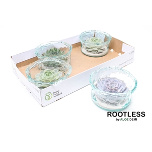 Arr.  Succulents L%