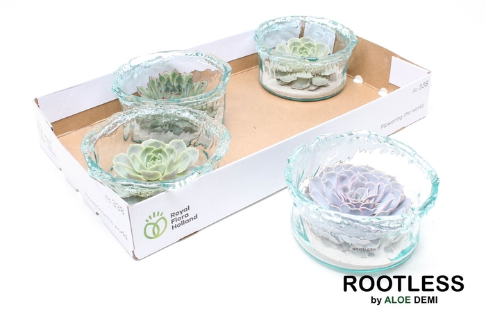 <h4>Arr.  Succulents L%</h4>