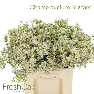 Chamelaucium Blizzard