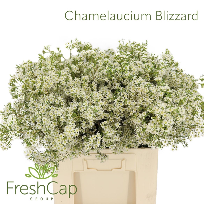 <h4>Chamelaucium Blizzard</h4>