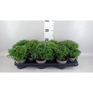 Chamaecyparis pis. 'Sky Blue'