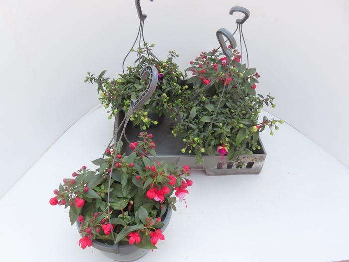 <h4>FUCHSIA GEM</h4>